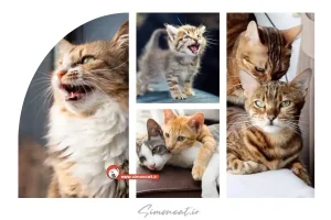 صدای گربه ماده برای جفت یابی