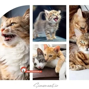 صدای گربه ماده برای جفت یابی