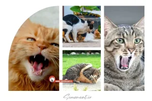 صدای گربه نر برای جفت یابی