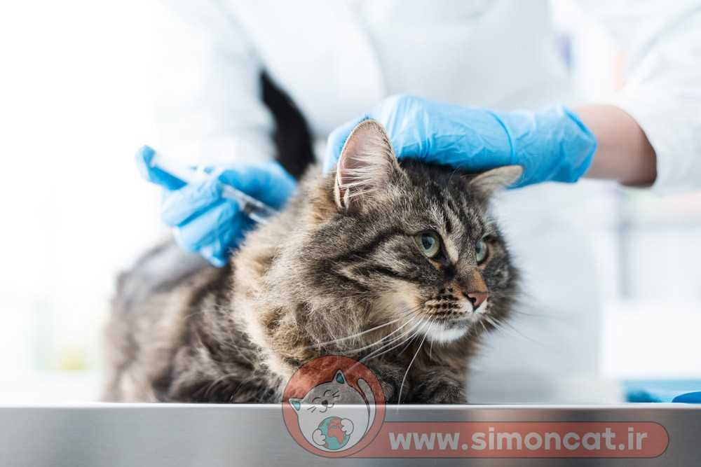 عوارض واکسن گربه خفيف است