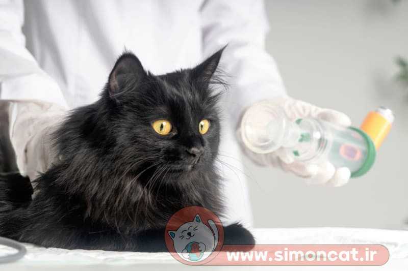 نشانه های آسم در گربه ها