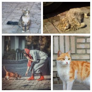 نگهداری از گربه خیابانی