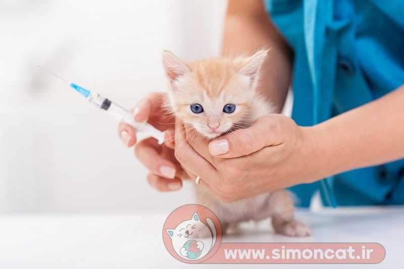 واکسن بچه گربه