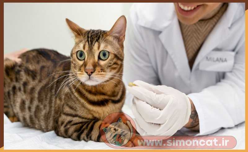 پیشگیری از بیماری fip گربه‌ها