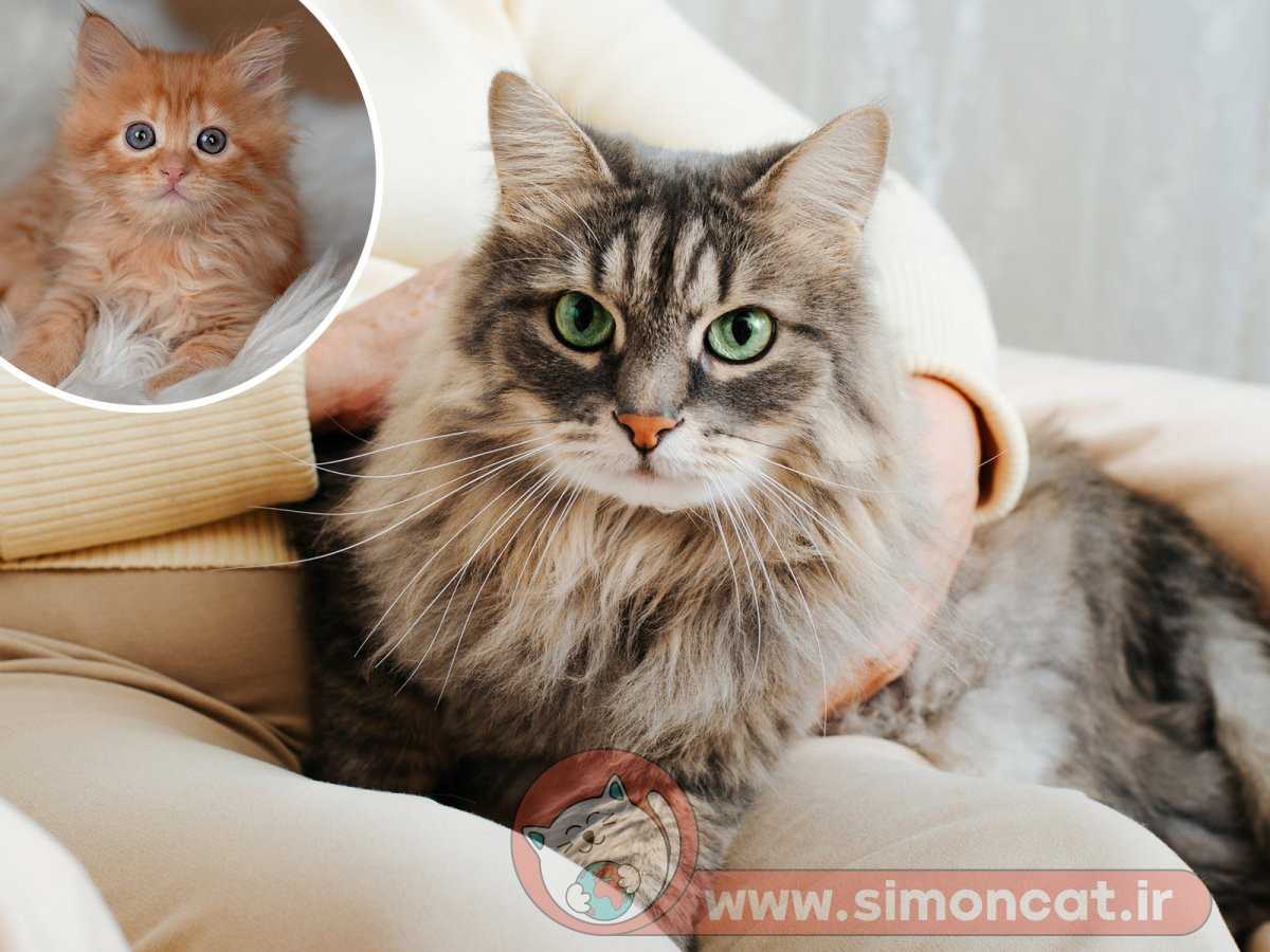 عکس چرا بعضی گربه ها بغلی نیستن؟