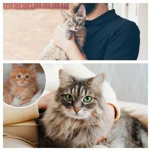 چرا بعضی گربه ها بغلی نیستن؟