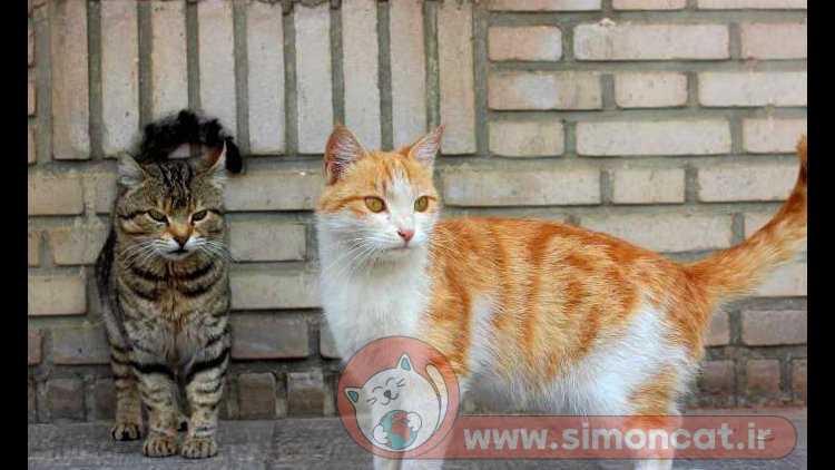 گربه های خیابانی ایران