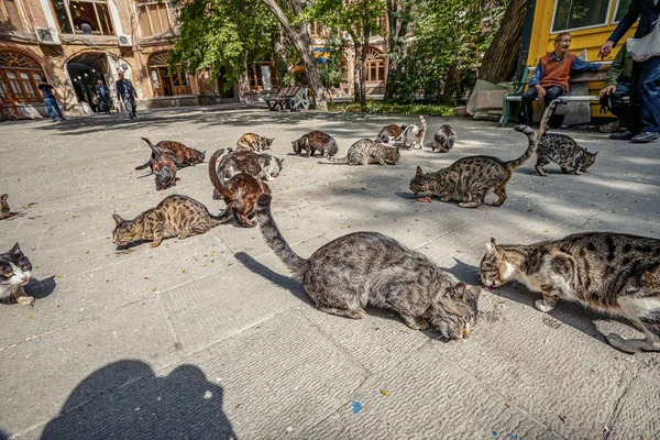 گربه های خیابانی در تبریز