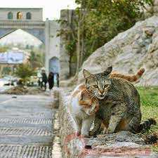 گربه های خیابانی شیراز