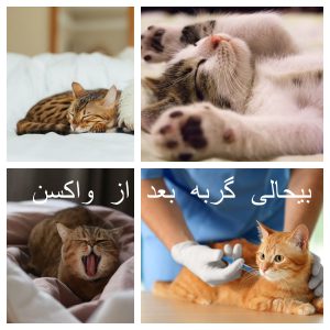 بی حالی گربه بعد از واکسن