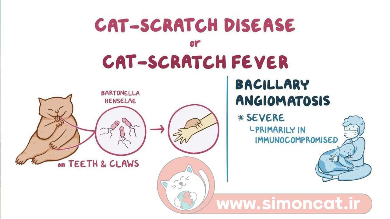 بیماری Cat Scratch Disease