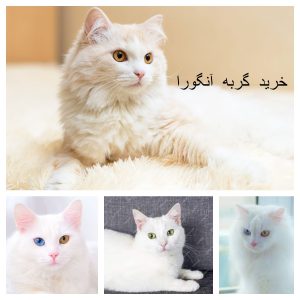 خرید گربه ترکیش آنگورا