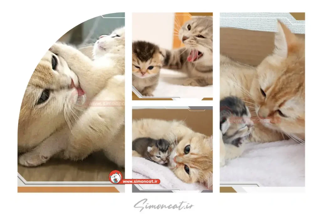 راز صدای گربه مادر