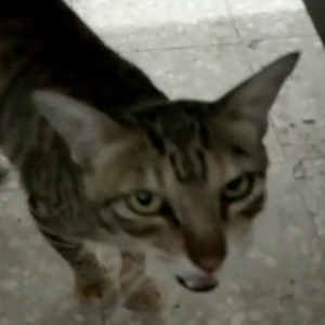 راز صدای گربه مادر