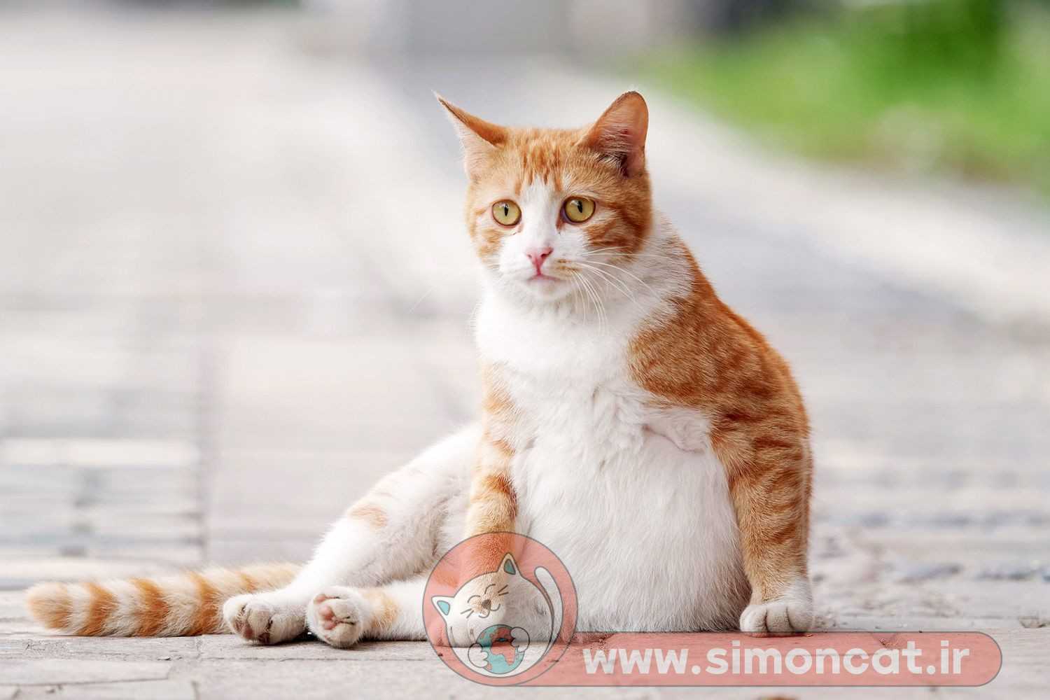 زایمان گربه های خیابانی