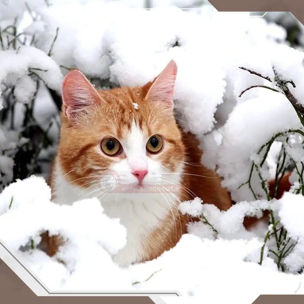 شرایط مورد نیاز برای نگهداری از بچه گربه