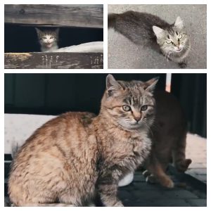 صدا گربه برای جذب کردن انسان و دیگر گربه ها