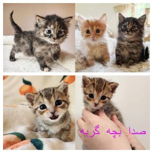 صدای بچه گربه