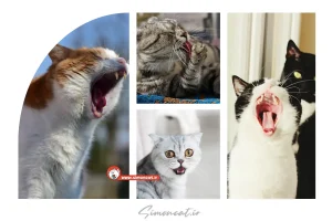 صدای گربه برای جذب گربه