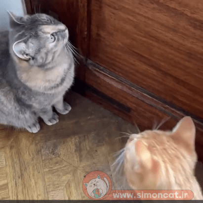 صدای گربه برای جذب گربه