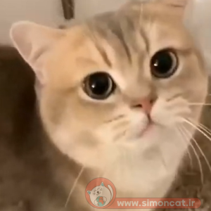 صدای گربه خوشحال