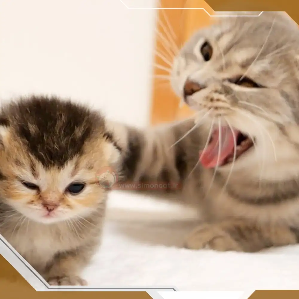 صدای گربه مادر