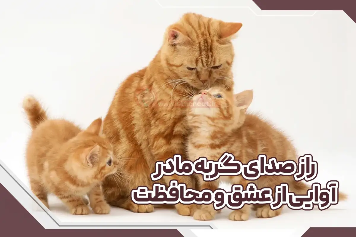 صدای گربه ی مادر