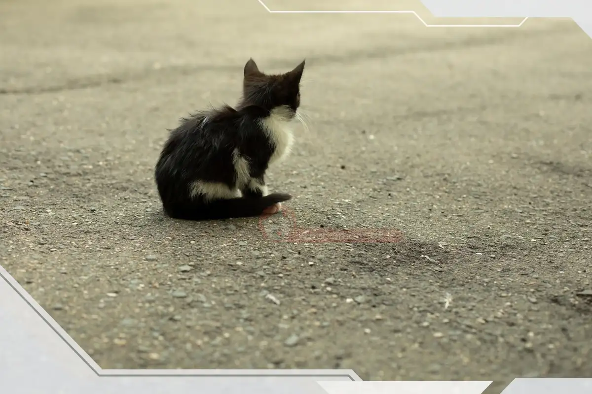 فعالیت و بازی بچه گربه