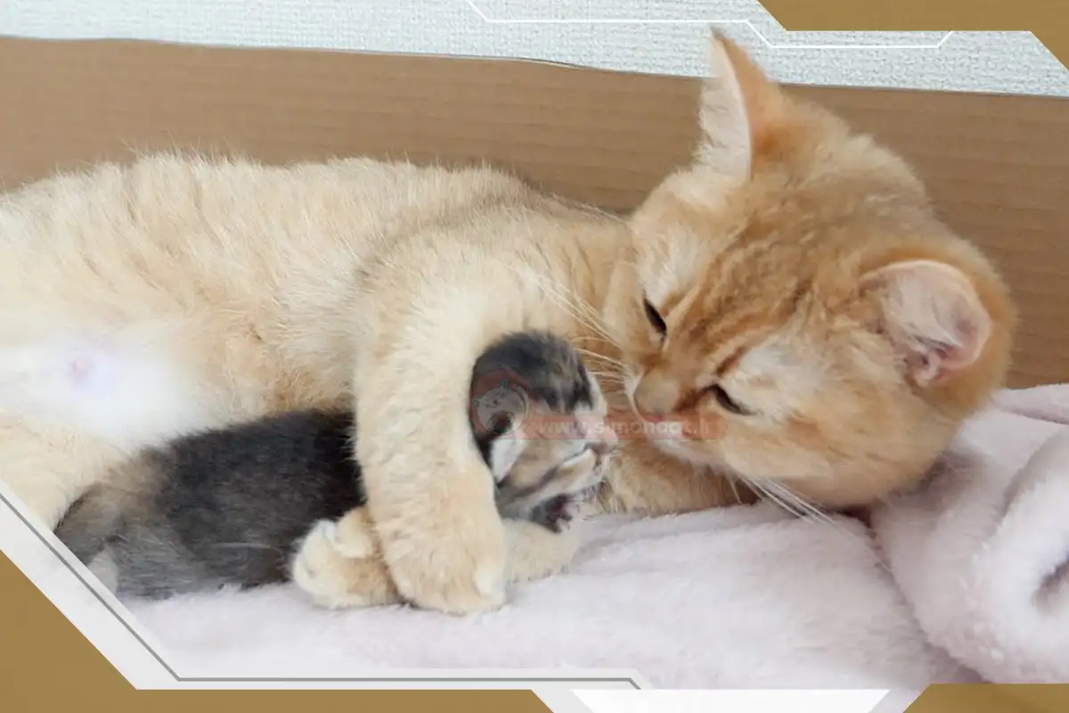 مادر بچه گربه