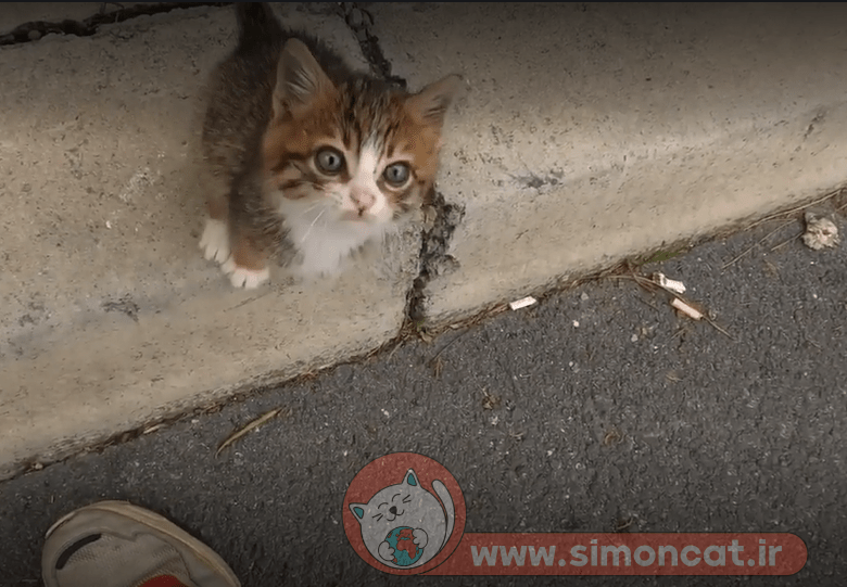 نجات بچه گربه خیابانی از سرما