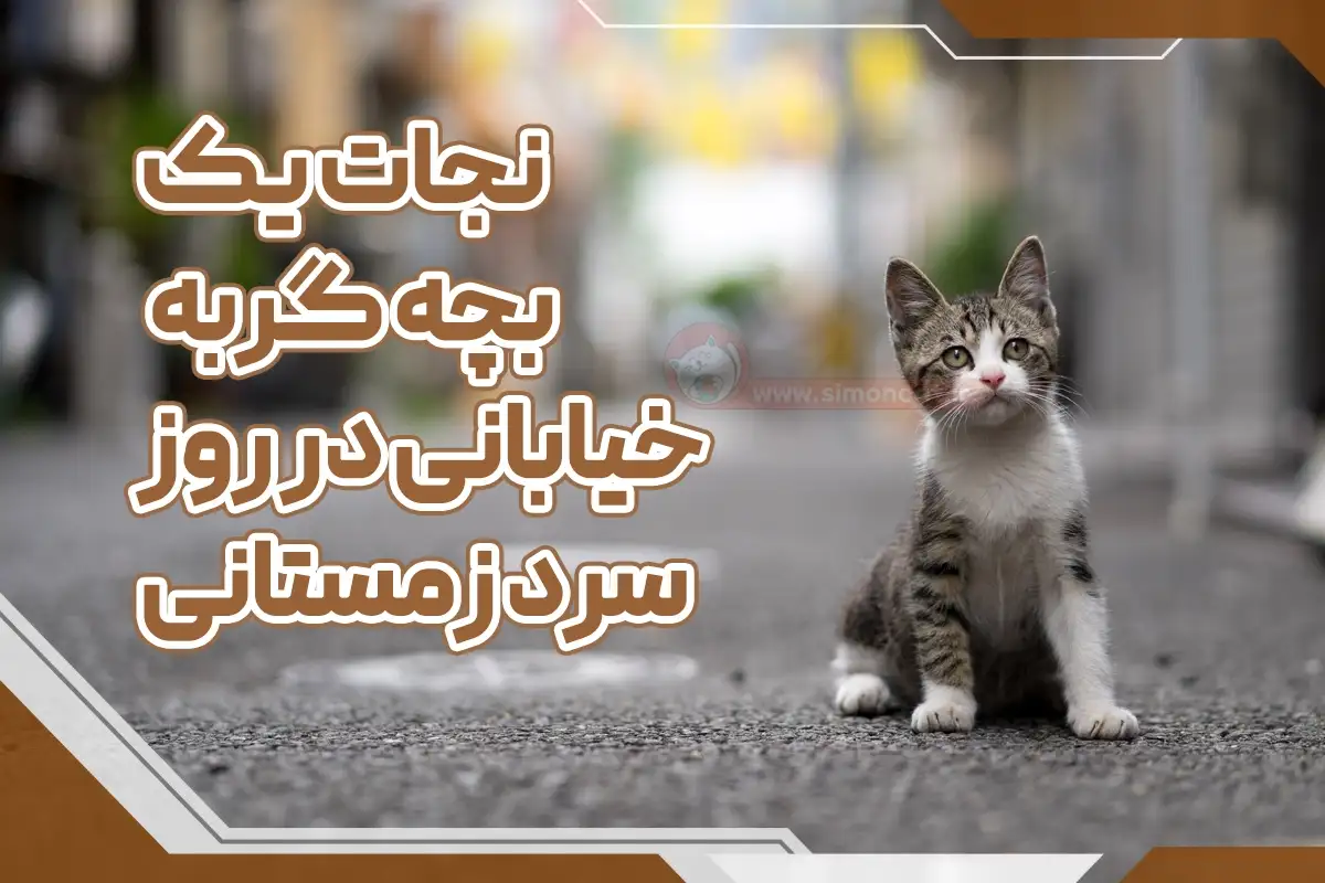 نجات گربه در روز زمستانی