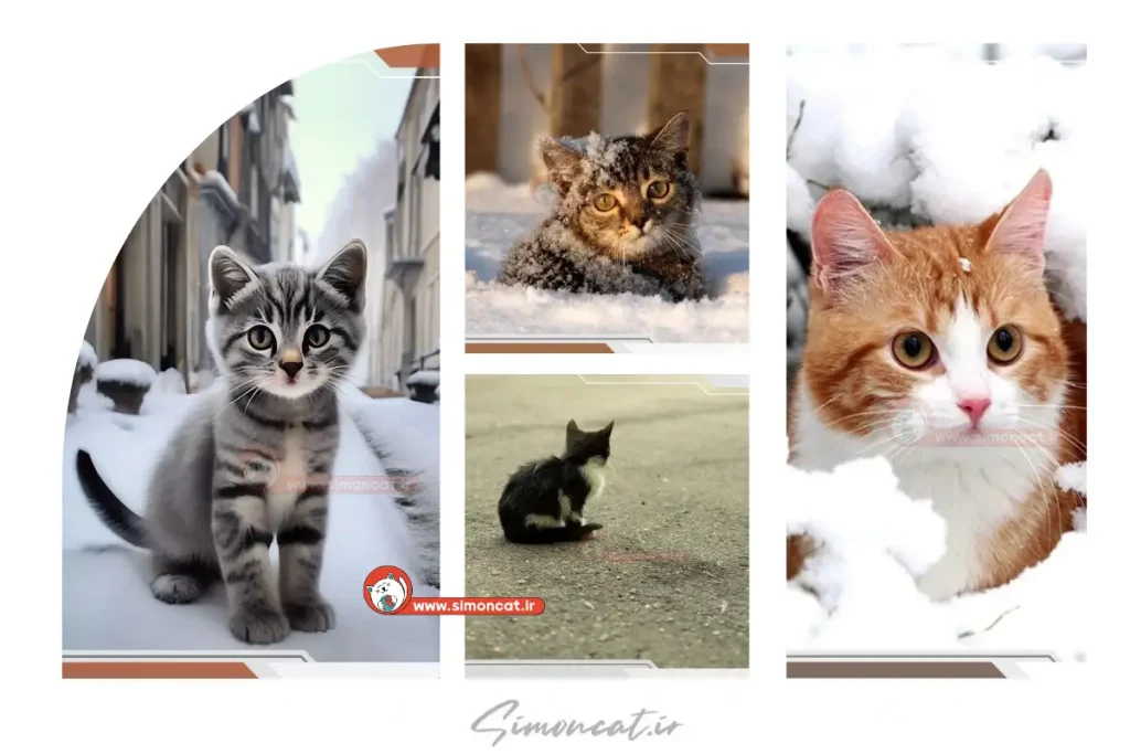 نجات یک بچه گربه خیابانی در روز سرد زمستانی