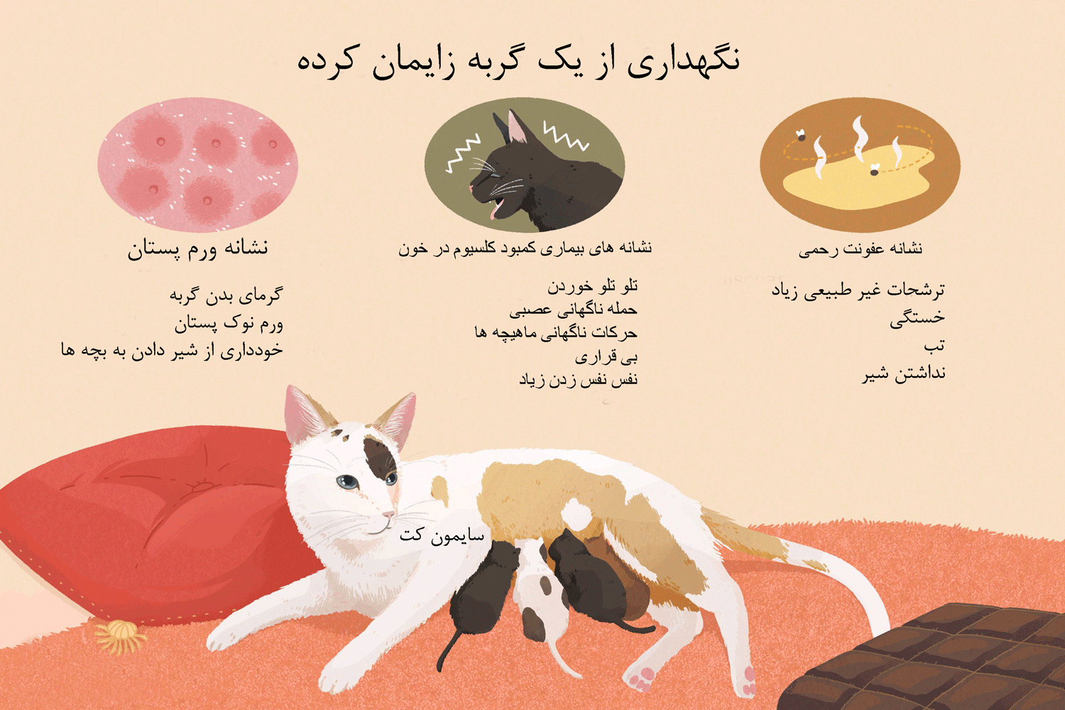 نگهداری از یک گربه زایمان کرده