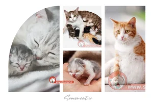 پانسیون خصوصی گربه