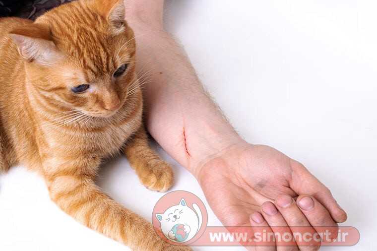 پیشگیری از بیماری خراش گربه برای انسان