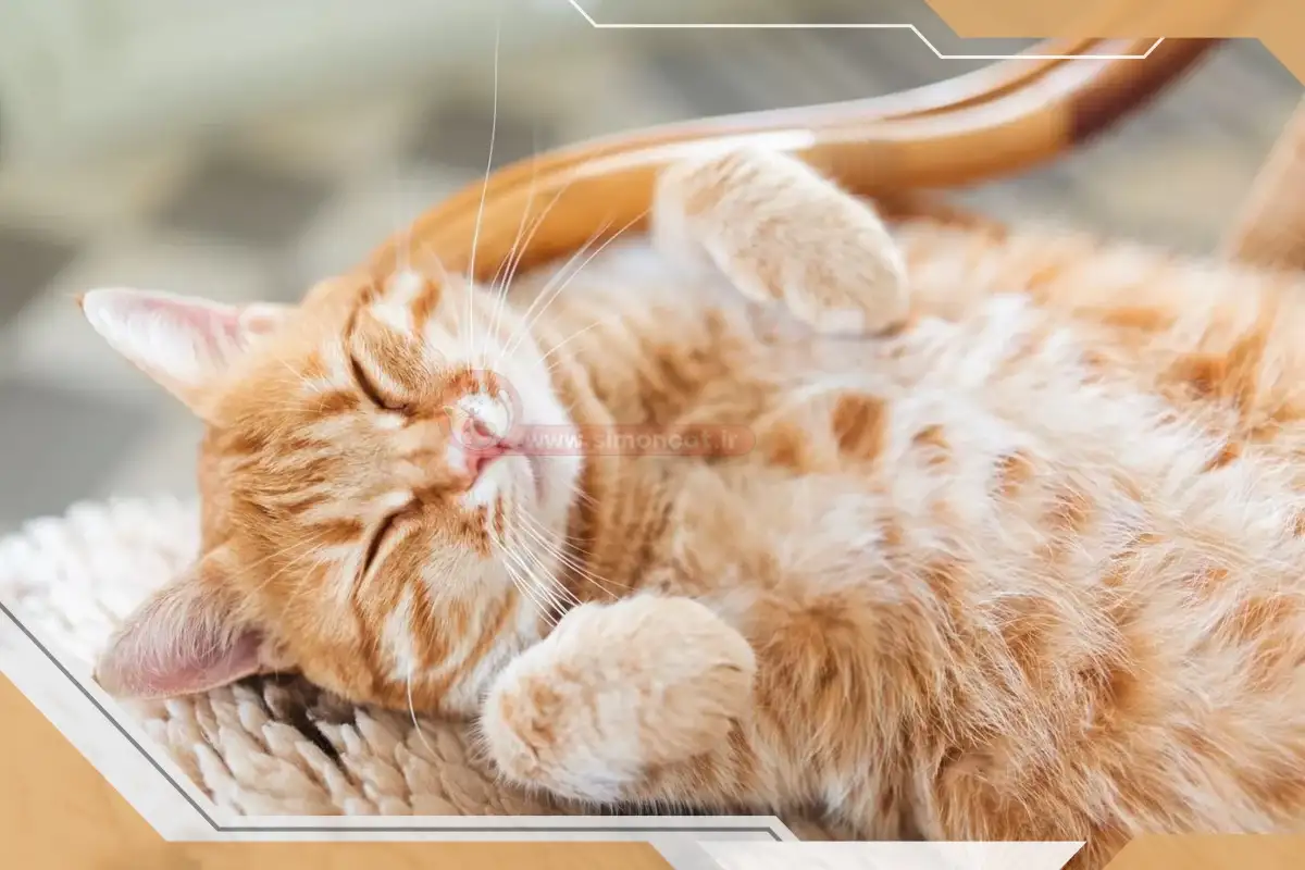 کلیپ صدا گربه خوشحال