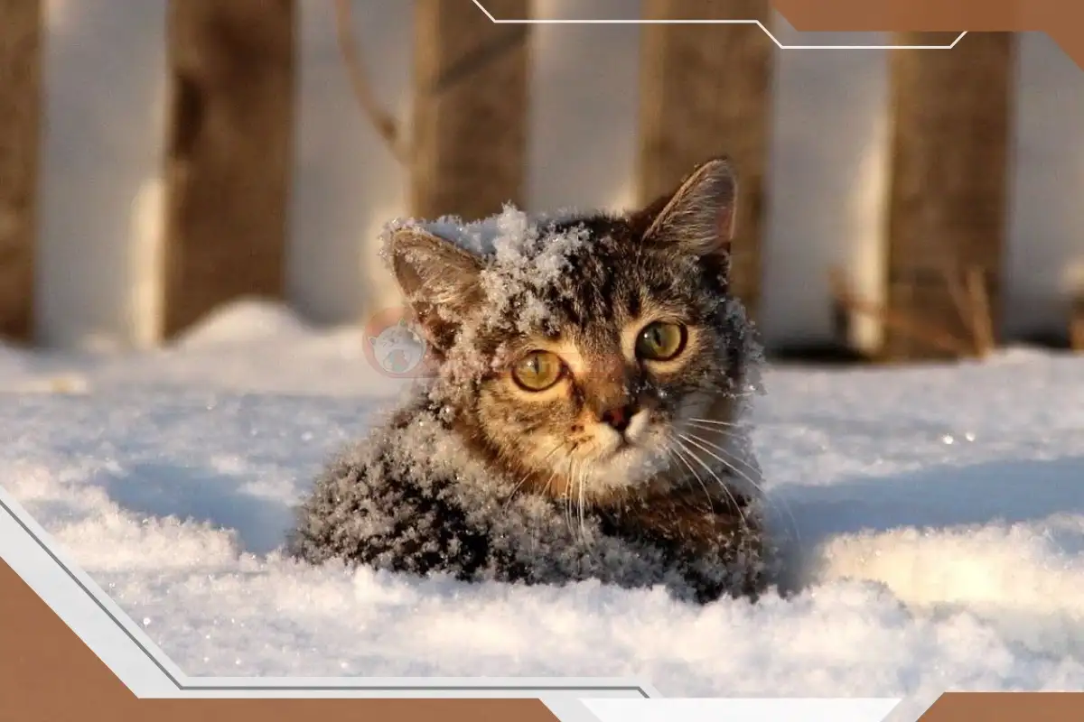 گربه در برف