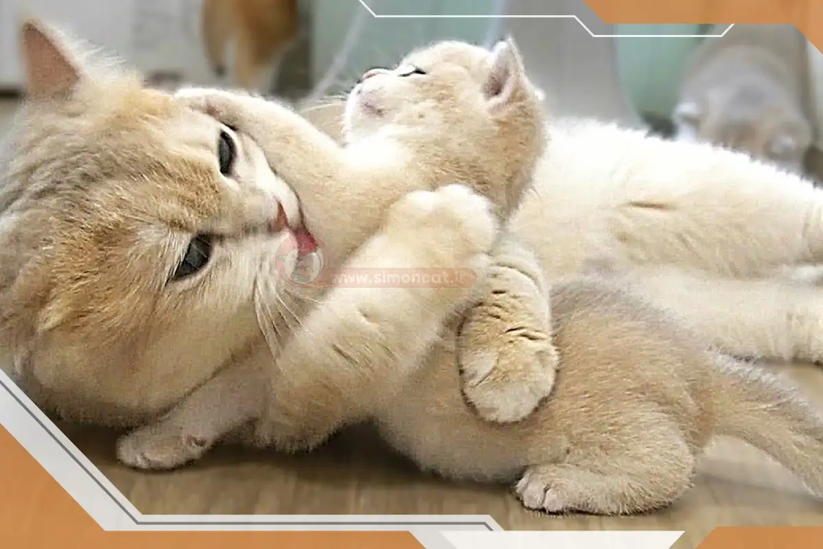 گربه مادر و بچه گربه