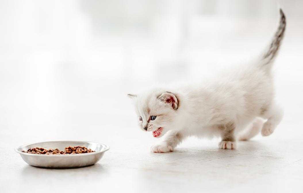 بچه گربه و چالش غذا