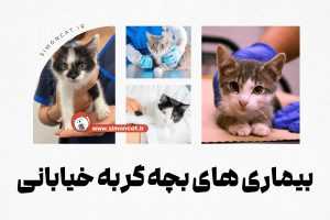بیماری های بچه گربه خیابانی
