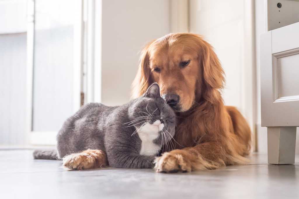 تصویر نگهداری سگ و گربه در کنار هم