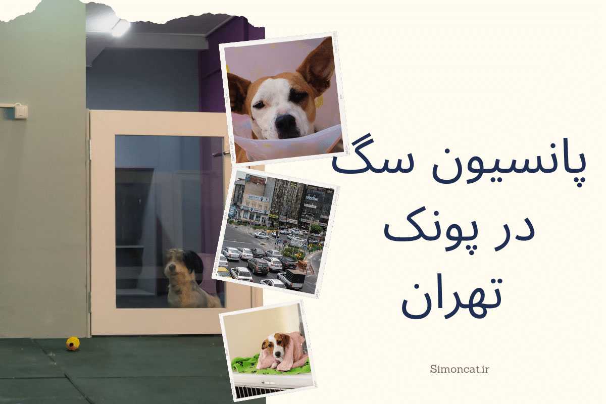 تصویر پانسیون سگ در پونک تهران