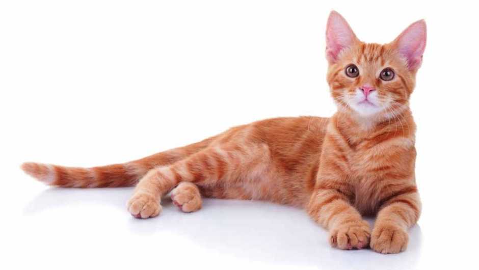 تصویر یک گربه نارنجی