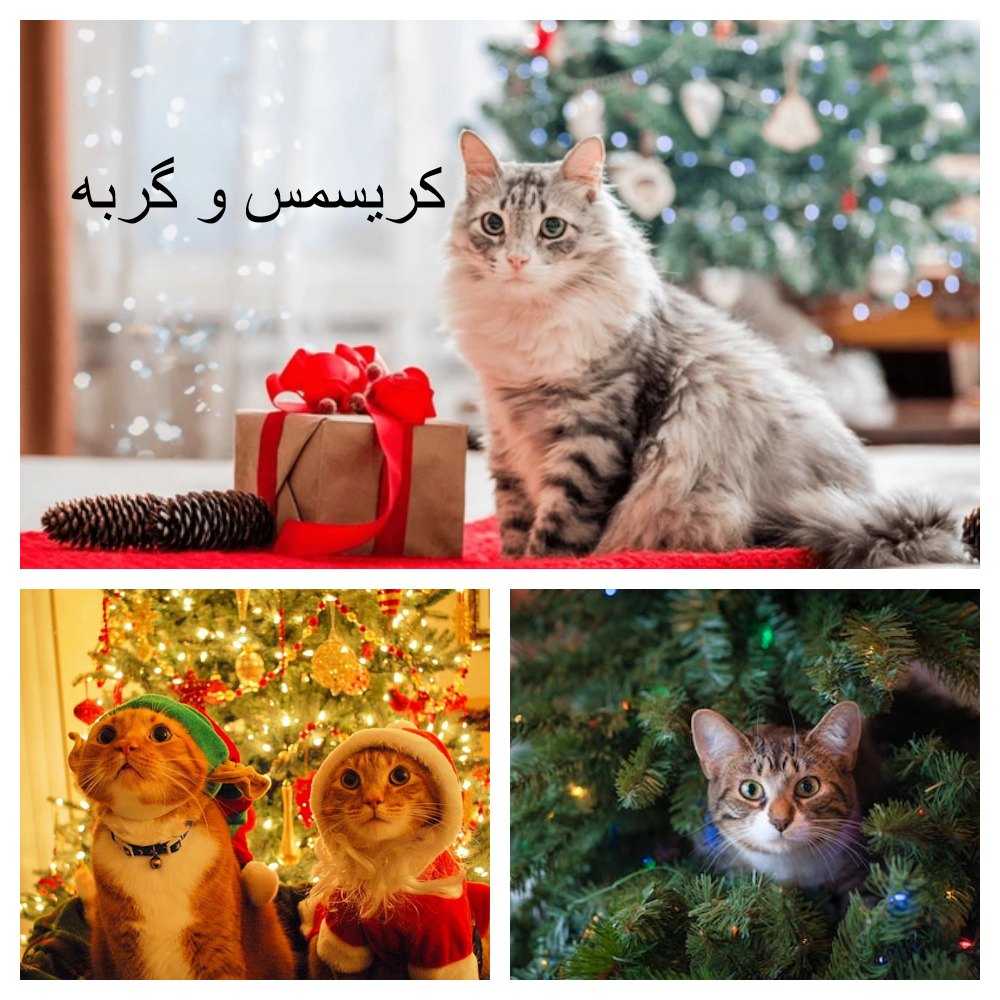 توصیه های ایمنی در کریسمس برای گربه ها