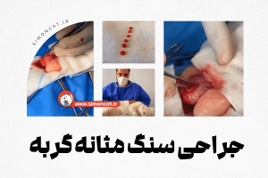 جراحی سنگ مثانه گربه