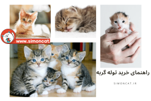 راهنمای خرید توله گربه