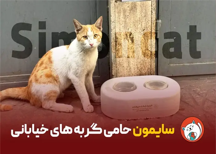 سایمون حامی گربه های خیابانی