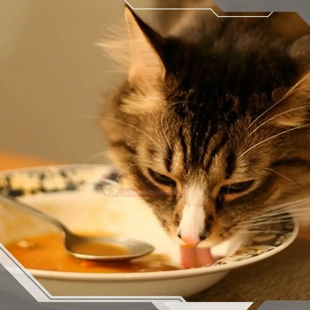 سوپ برای سرماخوردگی گربه