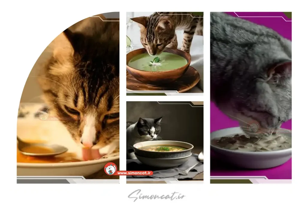 سوپ گربه چیست؟