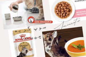 سوپ گربه چیست؟